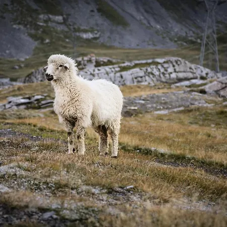 Apartment Leuca 31 *